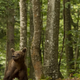 Medvedi zapuščajo svoje brloge: kako ravnati ob srečanju?