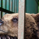 V Sloveniji v ujetništvu živijo 4 medvedi: svobode ne bodo dočakali, ker imajo tudi njihovi lastniki svoje pravice?