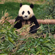V joku so se poslovili od ljubljene pande: prepeljali so jo na Kitajsko (VIDEO)