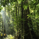 V gostem tropskem gozdu kamera ujela pravo presenečenje