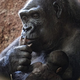 Najstarejša gorila na svetu praznovala 67 let. Poglejte, kaj je dobila za rojstni dan (VIDEO)