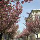 Osupljivo: je to najlepša spomladanska ulica v Ljubljani? (FOTO)