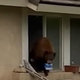 V Kaliforniji v hiše vlamlja medved sladkosned (s plenom v gobcu so ga ujeli na kamere)
