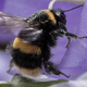 Ministrstvo opozarja pred nedovoljenim čebeljim zdravilom: zaradi njegove uporabe vas lahko doleti inšpekcijski potopek