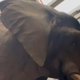 V ZOO Ljubljana so imeli eno noč 'na počitnicah' čisto pravega afriškega slona (poglejte posnetek)
