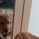 Posnetek, ki polepša dan: reakcija pasjega mladička, ko se opazuje v ogledalu