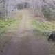 Mirna vožnja po gozdu se je sprevrgla v grozljivko, ko je pridivjala mama medvedka (poglejte posnetek)