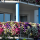 Imeli boste najlepši balkon: s tem preprostim trikom bodo vaše rože cvetele do jeseni