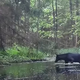 Kamera v gozdu posnela prizor, ki je zmedel tudi znanstvenike (VIDEO)