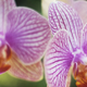 Skrivnost, kako spodbuditi orhidejo, da zacveti, je v tej 'čarobni tekočini', ki jo pripravite doma