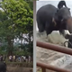 Srhljivi posnetki: 4000-kilogramski slon pred otrokom poteptal žensko!