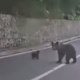 Iz avtomobila brezskrbno hranil medvedko z mladičem, sledil je bliskovit napad (video)