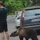 SRHLJIV POSNETEK: Moški nepremično stoji, medtem ko ga medved ovohava, nato pa stopi naravnost predenj (VIDEO)
