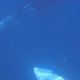 Nenavadno dogajanje v Kalifornijskem zalivu osupnilo znanstvenike: prvič v zgodovini so žival ujeli pri takšnem dejanju (VIDEO)