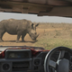 Misterij na safariju v Namibiji: Nosorog predrl avtomobil, voznik pa naredil vse narobe