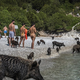 Turisti na sredozemskem otoku plavajo s prašiči: štirinožni kopalci kradejo vso pozornost (FOTO)