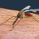 Vas nenormalno pogosto pikajo komarji? Morda je kriva vaša krvna skupina…