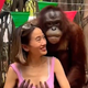 Orangutan, ki flirta in otipava ženske