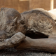 Pompeji, kot jih večina turistov ne pozna