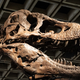 Dinozavre je pokopal eden najredkejših asteroidov v Osončju