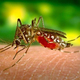 Kako se pa vaše telo odziva na komarjev pik?