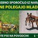 Pozor pri sprehajanju psov in košnji trave: Srne polegajo mladiče