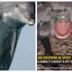 [Video] Teroristična skupina Hamas trdi, da je njihovega komandosa ubil oborožen delfin!?