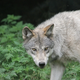 Strah vse bolj prisoten – v okolici Šibenika trop volkov napadel pastirja