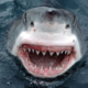 Saj ni res, pa je: Napad morskega psa ljudožerca mu je rešil življenje!