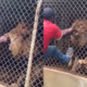 [Video] Poglejte, česa v živalskem vrtu resnično ne smete početi
