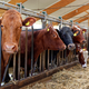 Nezakonita “depolitizacija” živinoreje