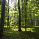 Državni gozdovi: Leta 2018 izpeljali eno največjih organiziranih tatvin lesa