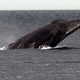 Znanstveniki uspeli komunicirati s kitom grbavcem