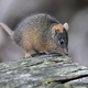 Samomorilsko-kanibalistične miši – parijo se tako dolgo, da poginejo, nato pa jih ostale pojedo
