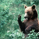 Medvedi bodo veseli zaradi odločitve upravnega sodišča