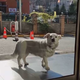 VIDEO: Potrpežljiva psička je teden dni čakala lastnika pred bolnišnico
