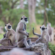 Maščevalni pohod: opici na surov način pobili na stotine kužkov