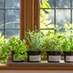 Gojenje zelišč, kalčkov in mikro zelenjave na zimski okenski polici