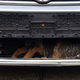 FOTO: Pes po trčenju v odprtini pod motorjem na 40-kilometrsko odisejado