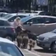 VIDEO: Ko se je vrnila iz trgovine, so jo obkrožile divje svinje in zahtevale svoje