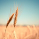 Po Ukrajini zmanjšala izvoz pšenice še Indija