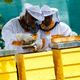 Vsaka tretja žlica hrane je odvisna od čebel, vsakdo od nas lahko pomaga čebelam preživeti