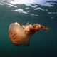 V zahodni Istri mrgoli nevarnih meduz, do kdaj bo tako?