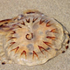 Na obali polno teh strupenih meduz, nevarne so tudi na kopnem