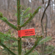 Novoletna drevesca iz slovenskih gozdov letos z rdečo nalepko, omejitev tudi pri nabiranju mahu