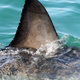 Napad morskega psa med sprehodom po plaži: »Voda je segala komaj do kolen!«