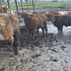 Saga okoli goveda pri Krškem se nadaljuje