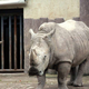 Znane nove podrobnosti: 1800 kilogramski nosorog Yeti »poteptal« oskrbnico