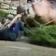 Video: Oskrbnika živalskega vrta med hranjenjem napadel povodni konj
