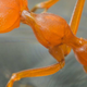 Bilo je vprašanje časa; najbolj invazivna vrsta mravlje zaznana tudi v EU, v Italiji